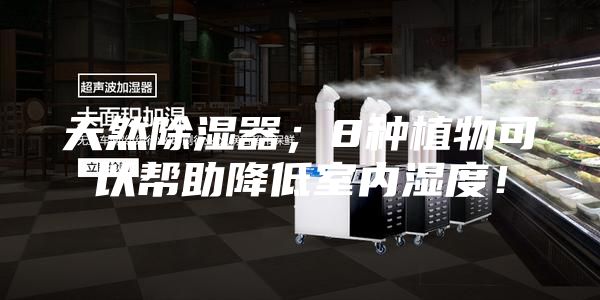 天然除濕器；8種植物可以幫助降低室內(nèi)濕度！